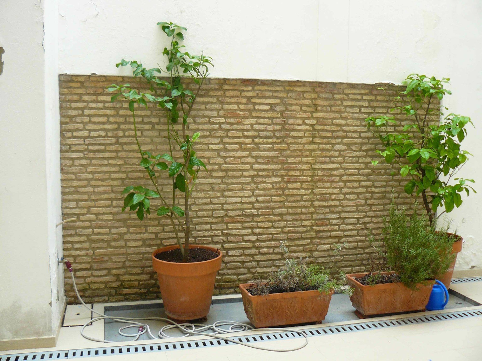 Alfaqueque * Sevilha